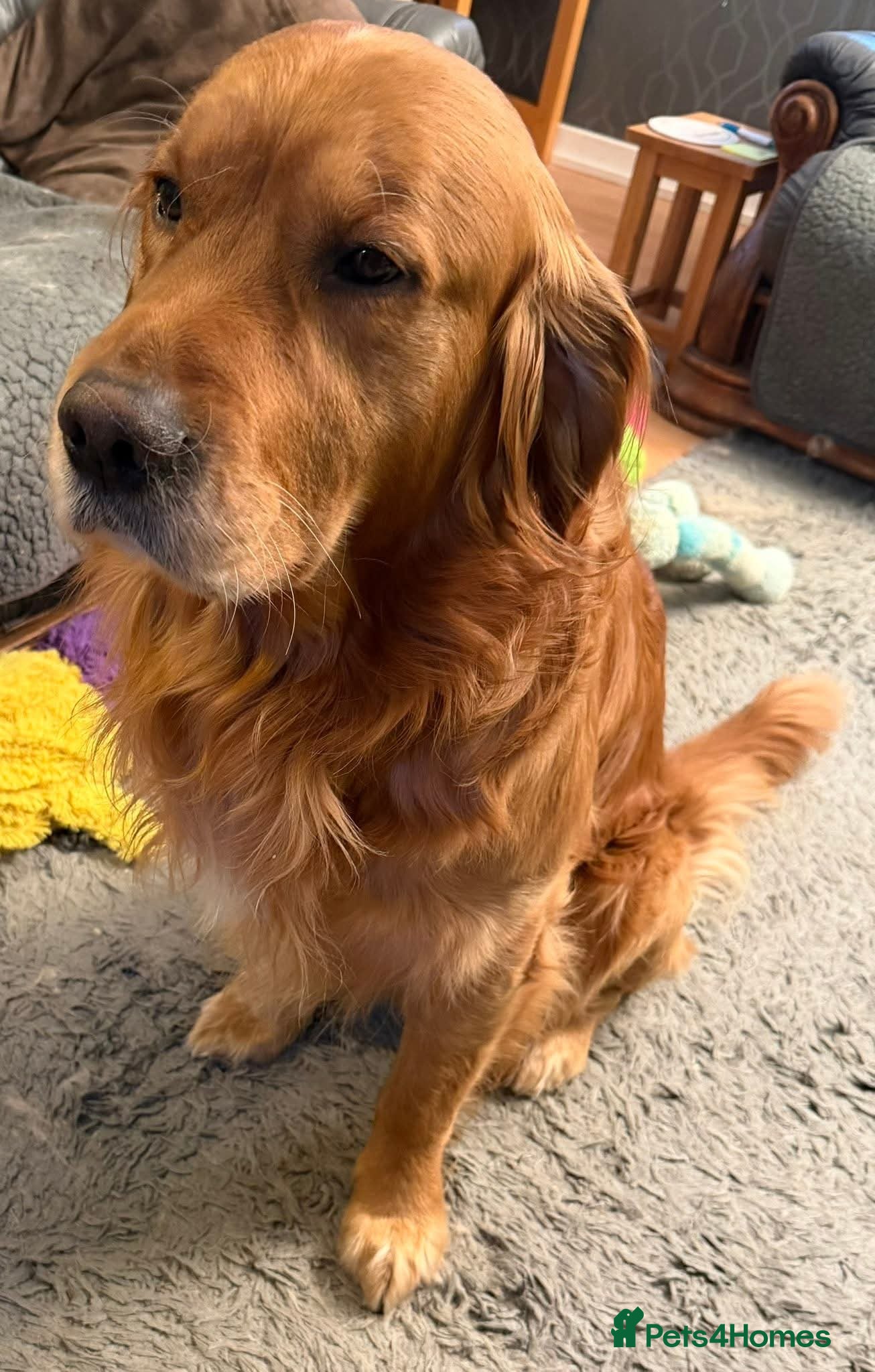 Golden Retriever dogs Selective litter from health tested parents - Advert 2