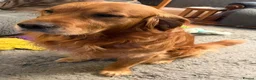 Golden Retriever dogs for sale: Selective litter from health tested parents - Advert 13