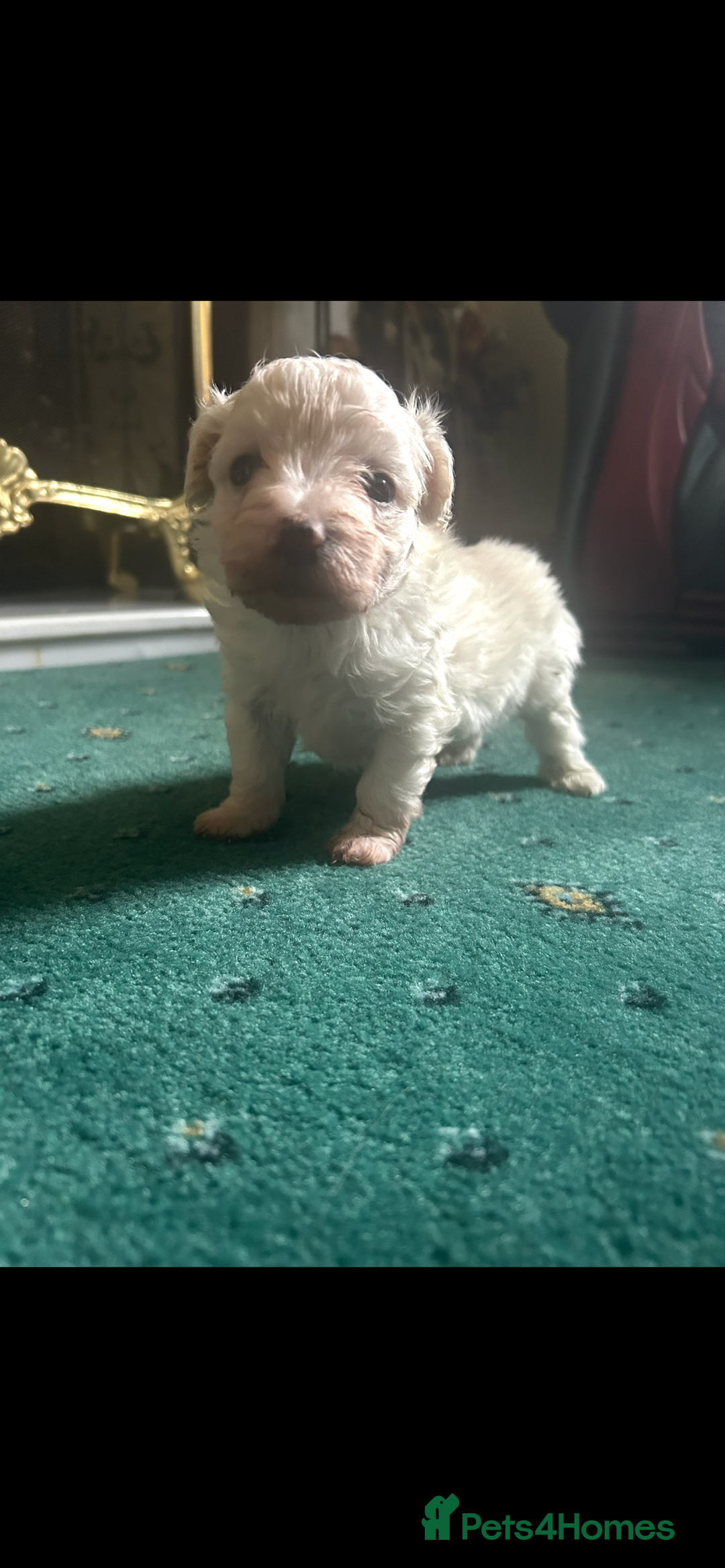 Mixed Breed dogs for sale: Gorgeous Bichon Frise x Maltese Puppies - Image 4