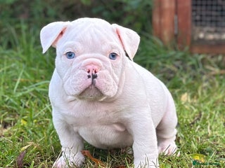 English Bulldog dogs 🌟 health tested parents 🌟 Olde English Puppies🌟 - Advert 5
