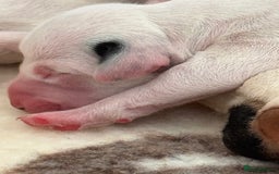 Dalmatian dogs for sale: Tamilanda Dalmatian's  - Image 7