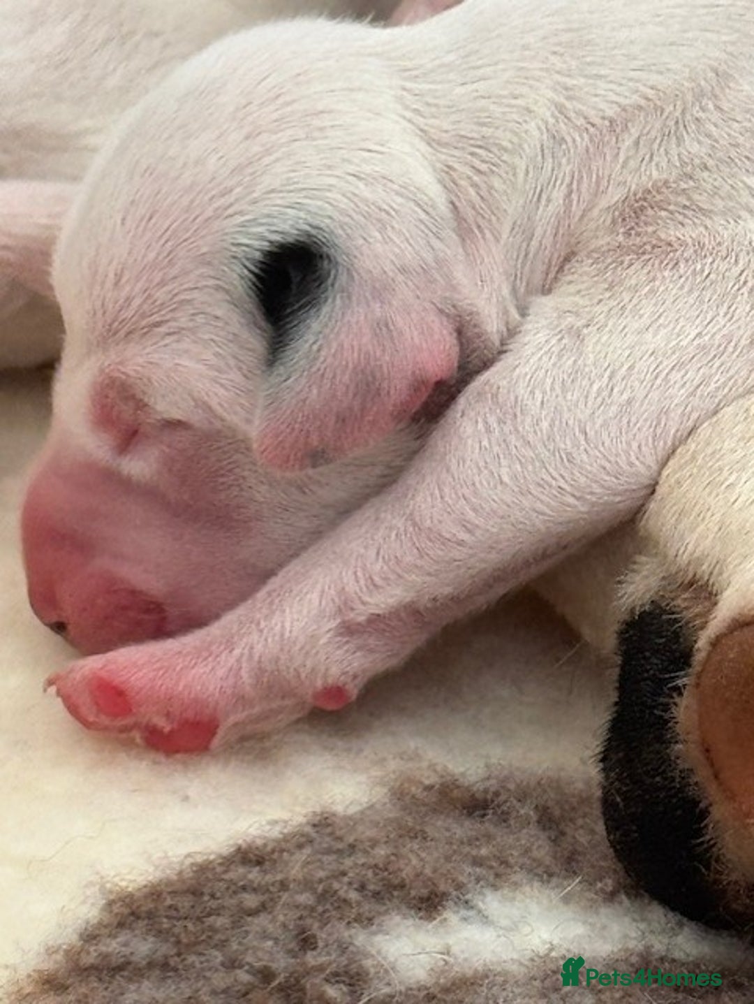Dalmatian dogs for sale: Tamilanda Dalmatian's  - Image 7