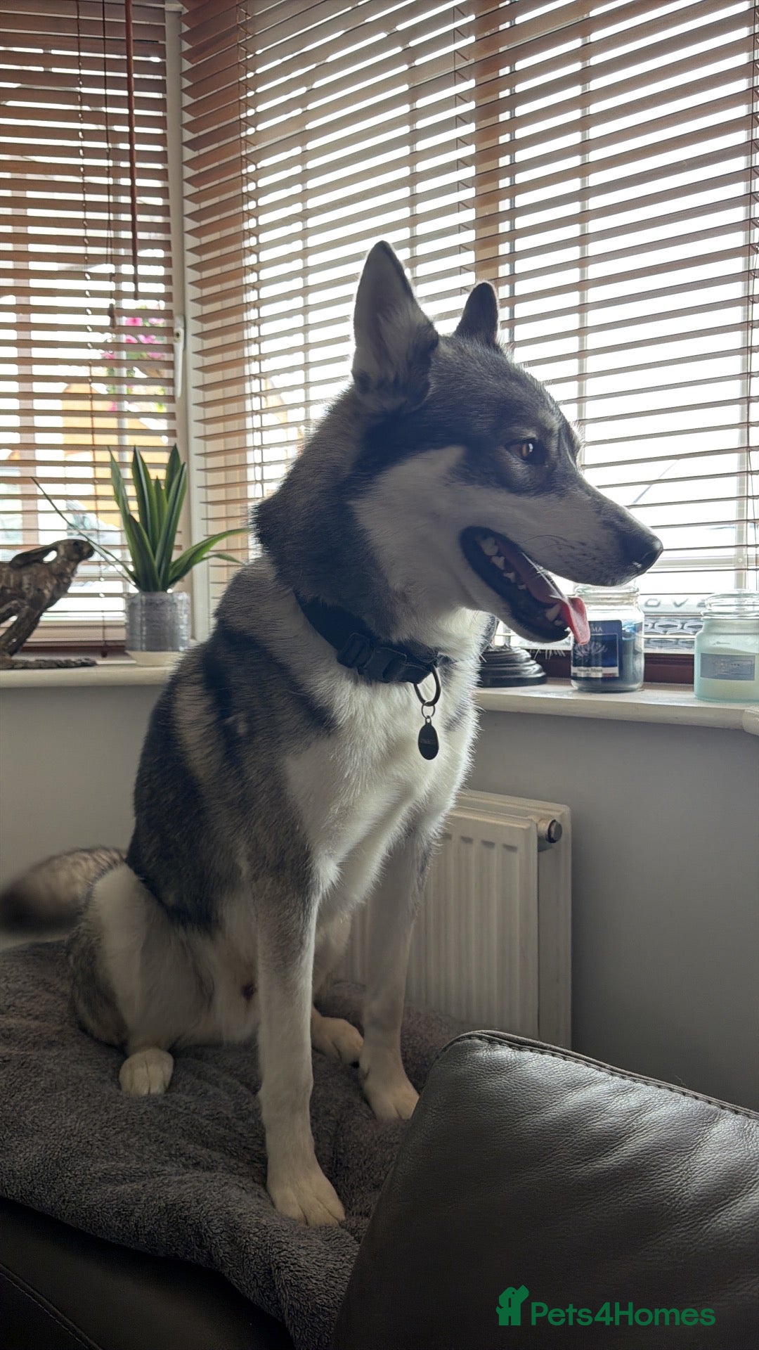 Siberian Husky dogs Siberian husky for stud  - Advert 7