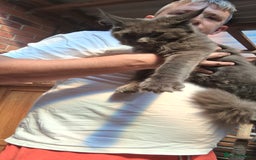 Maine Coon cats for sale: Maine coon - Image 5