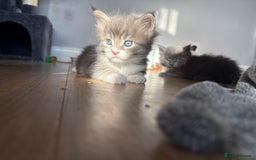 Maine Coon cats for sale: Maine Coon Kittens for Sale TICA  3 Boys & 2 Girls - Image 26