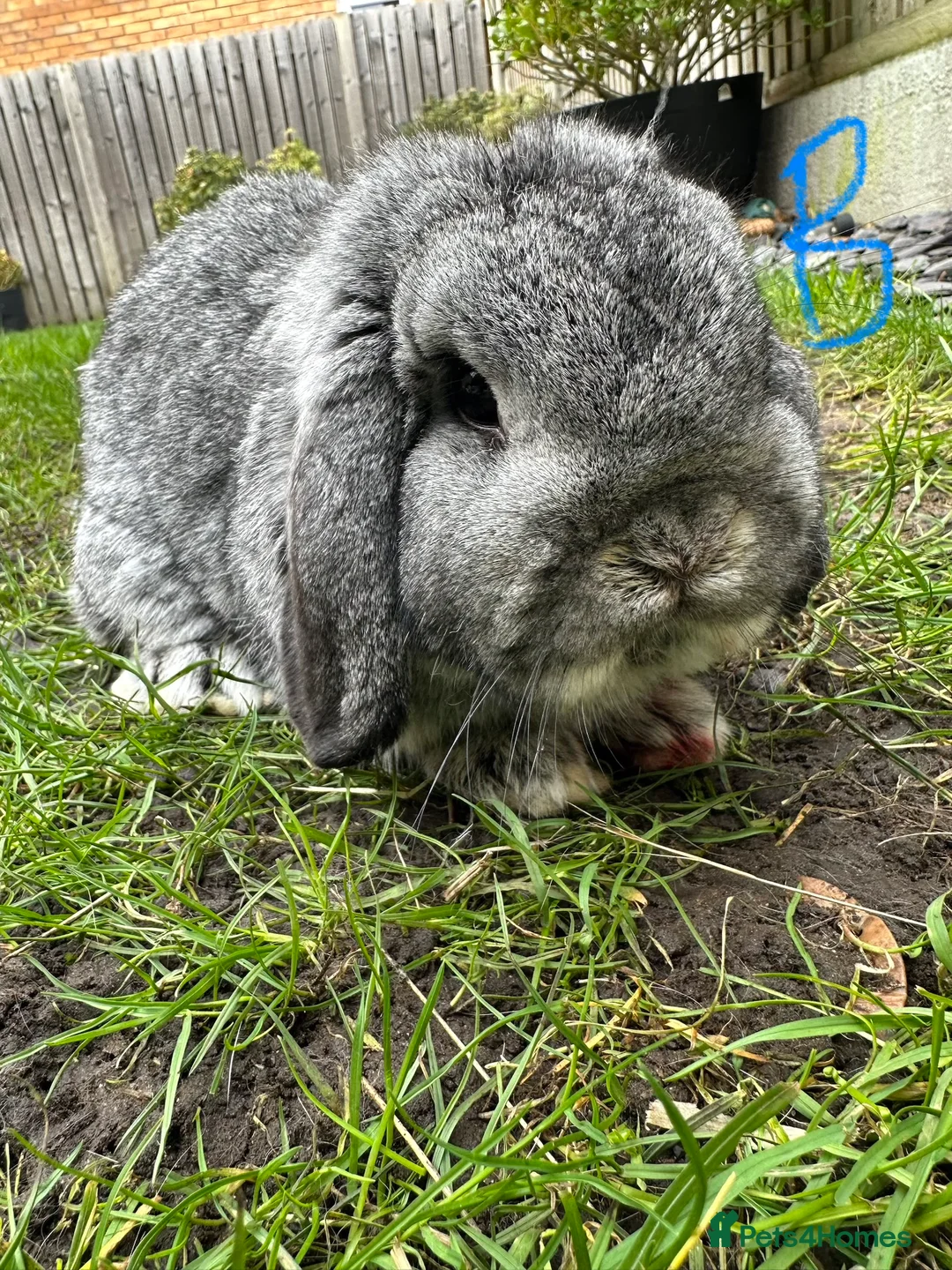 Mini Lop rabbits for sale: Mini Lop Rabbits For Sale  - Advert 18