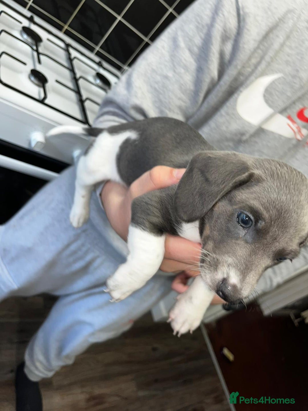 Miniature Dachshund dogs for sale: Adorable Miniature Dachshund Puppies  - Image 4