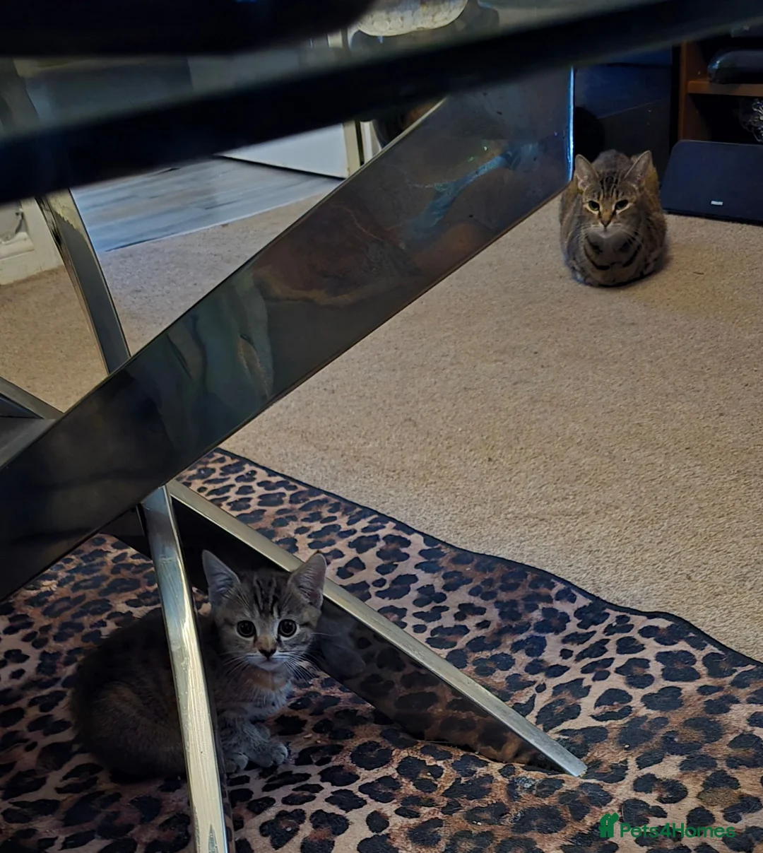 Mixed Breed cats for sale: Adorable Tabby Kitten - Advert 2