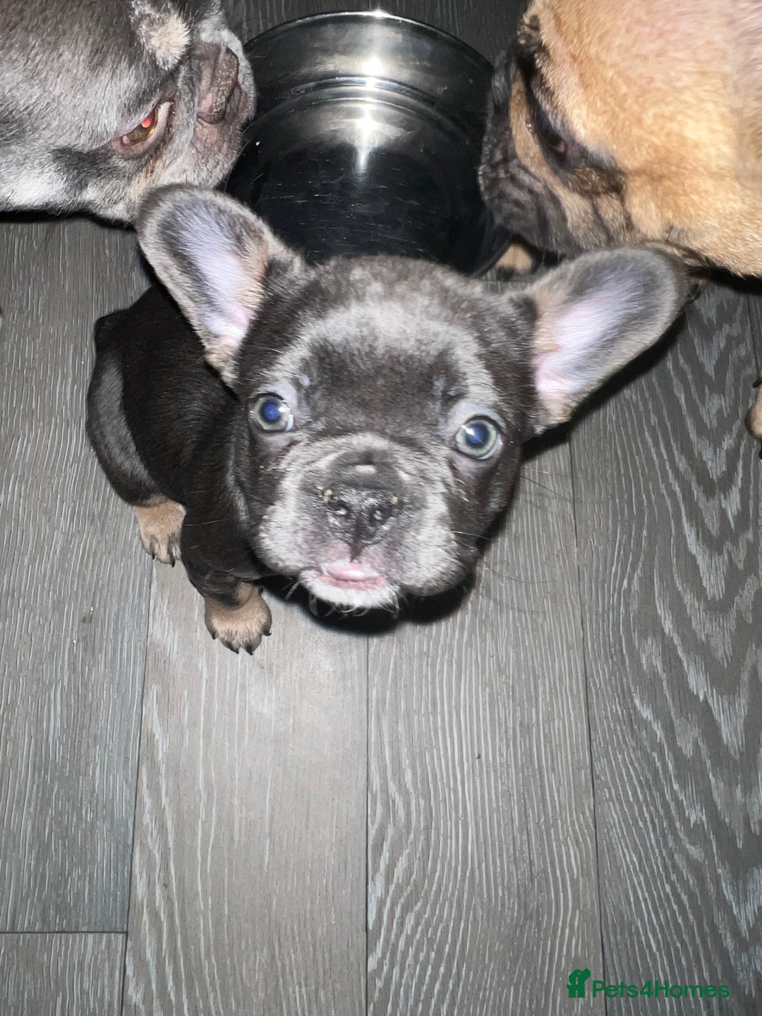 French Bulldog dogs for sale: Adorable Purebred Female French Bulldogs Ready! - Advert 14