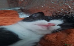 Domestic Shorthair cats for sale: Male kittens for sale  - Image 17
