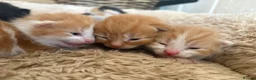 Mixed Breed cats for sale: 6 beautiful kittens - Advert 5