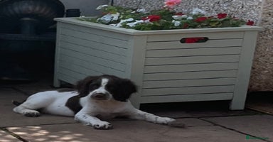 English Springer Spaniel dogs - Advert 5