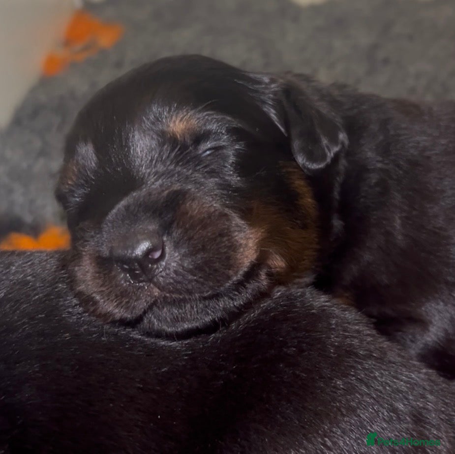 Rottweiler dogs Rottweilers kc top quality  - Advert 2