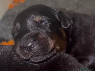 Rottweiler dogs Rottweilers kc top quality - Advert 2