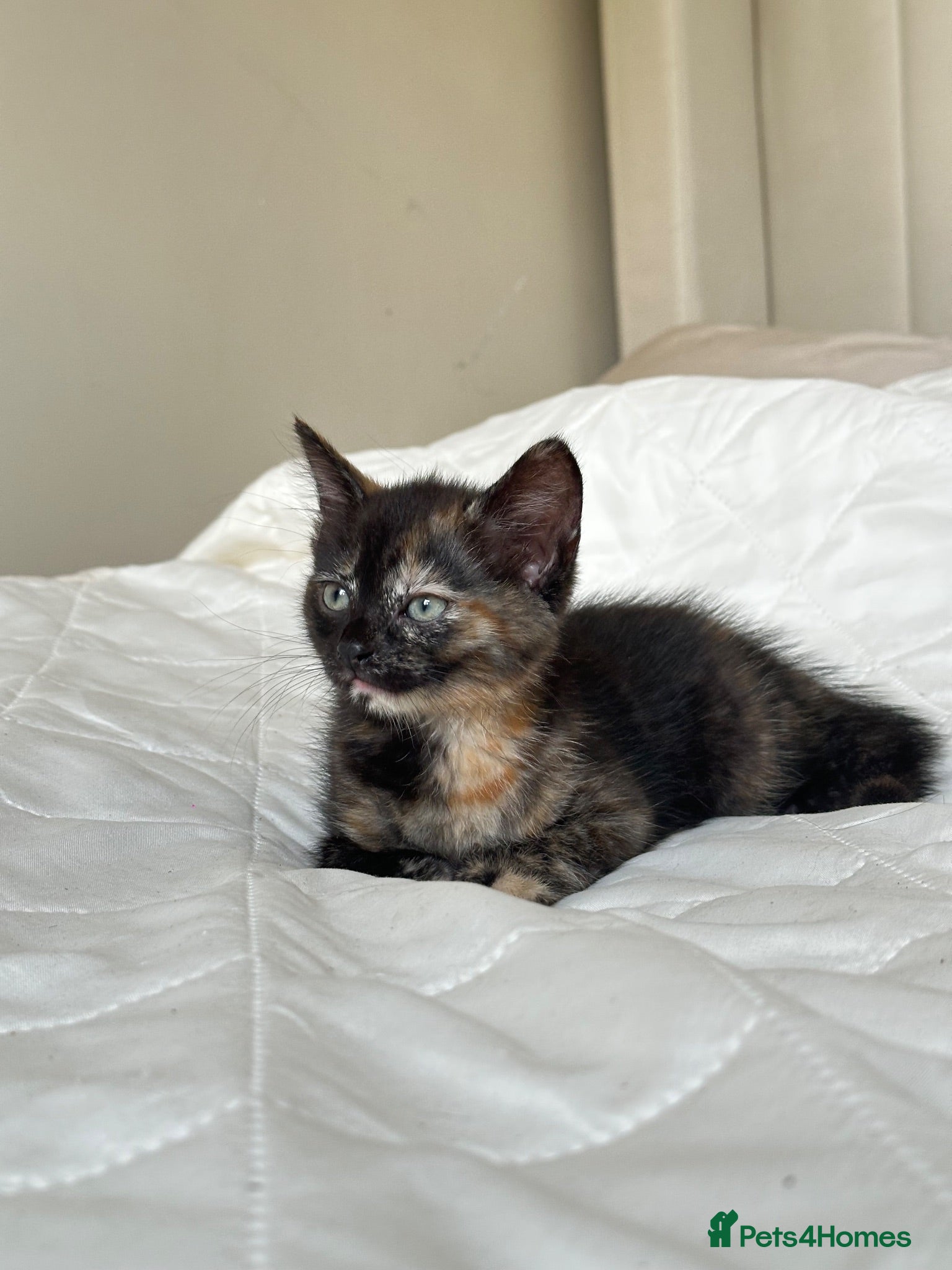 Mixed Breed cats Kittens (Oxford) - Advert 5