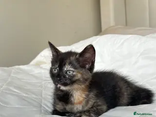 Mixed Breed cats Kittens (Oxford) - Advert 1
