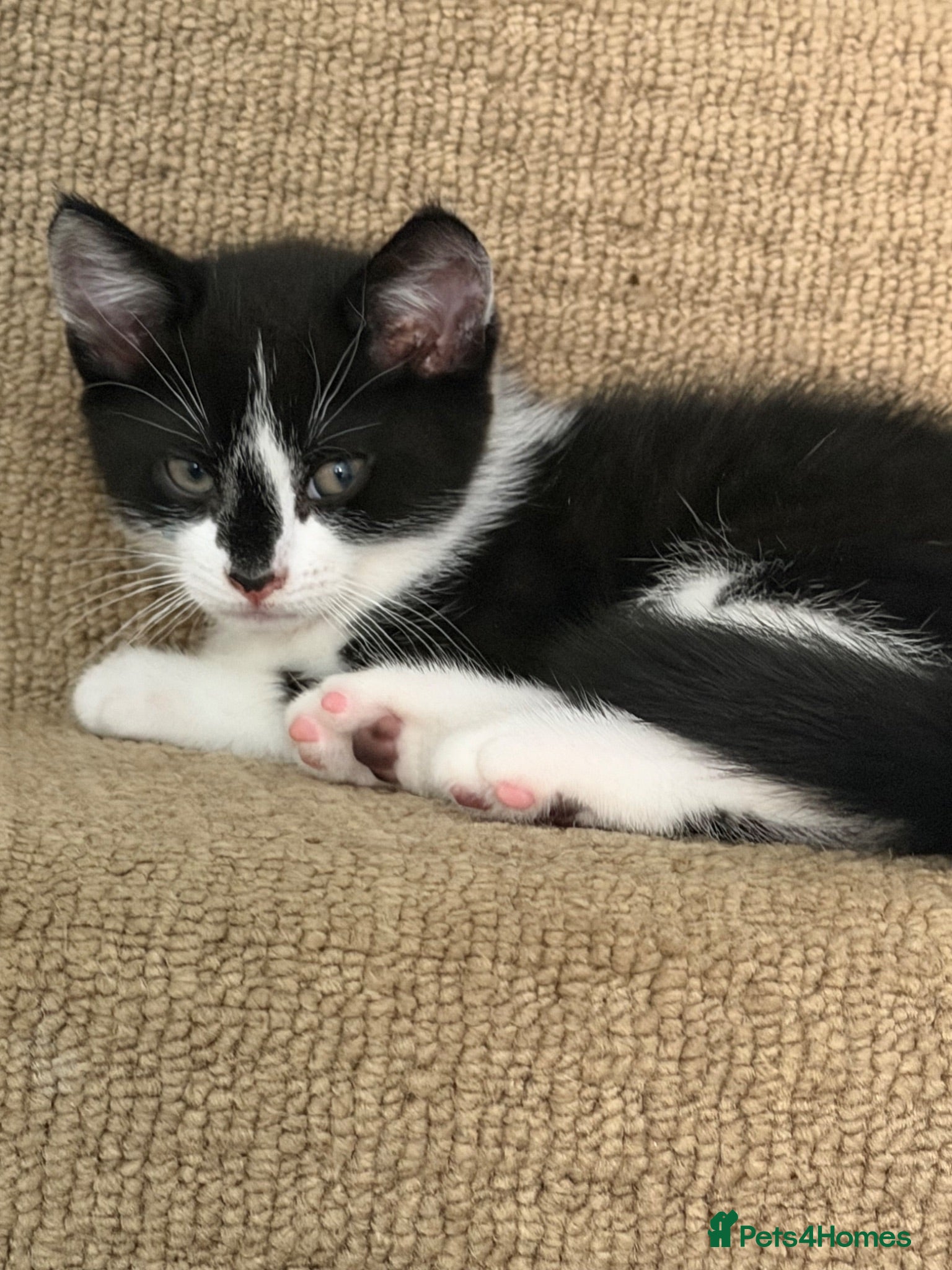Mixed Breed cats 🐾READY TO GO 🐾Looking for a forever home🐾 - Advert 18