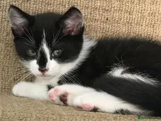 Mixed Breed cats 🐾READY TO GO 🐾Looking for a forever home🐾 - Advert 18