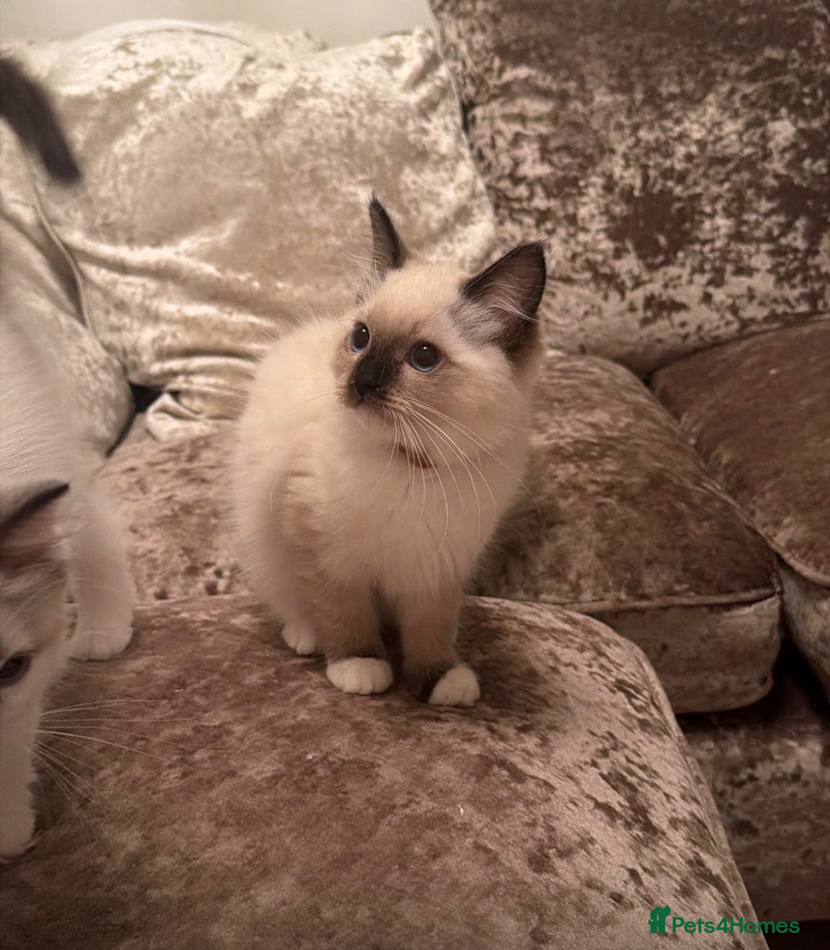 Ragdoll cats 6 GCCF ragdoll kittens  - Advert 2