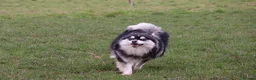 Pomsky dogs for sale: Pomsky litter coming - Advert 4