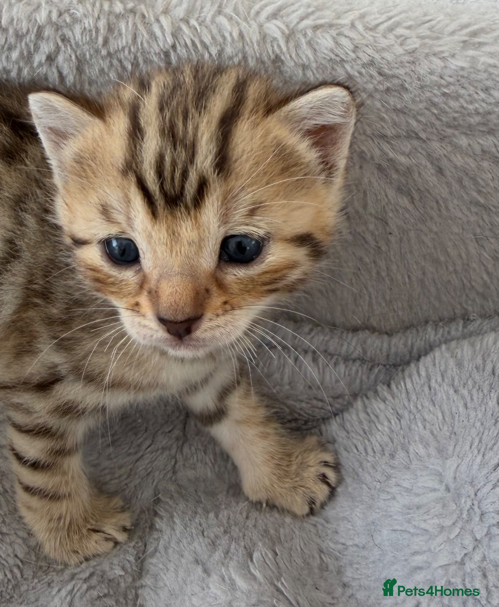 Bengal cats Bengal kittens Mum is Tica registered  - Advert 2