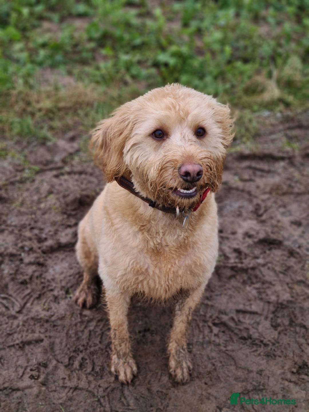 Labradoodle dogs for sale: Apricot Male Labradoodle  - Advert 1