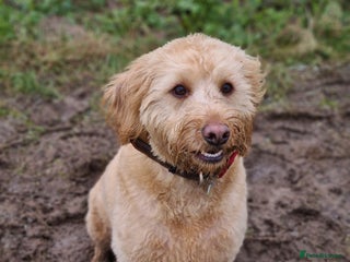 Labradoodle dogs Apricot Male Labradoodle - Advert 1