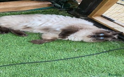Ragdoll cats for stud: Active gccf stud chocolate carrier seal point  in Grantham - Image 2