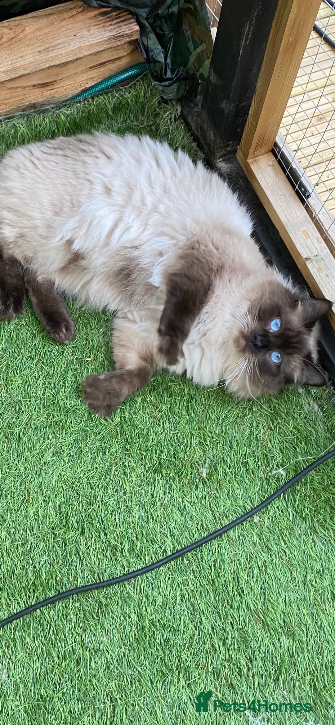 Ragdoll cats for stud: Active gccf stud chocolate carrier seal point  in Grantham - Image 2
