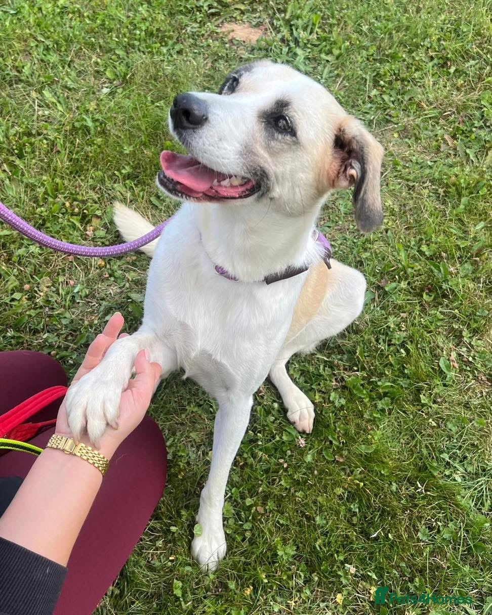 Mixed Breed dogs Aliza - has spent most of her life in kennels 💔 - Advert 2