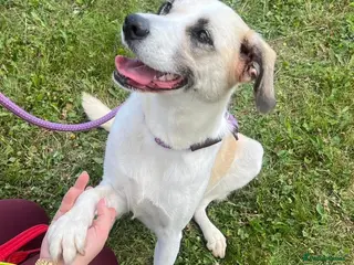 Mixed Breed dogs Aliza - has spent most of her life in kennels 💔 - Advert 8