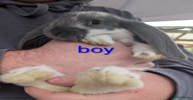 French Lop rabbits - Advert 2