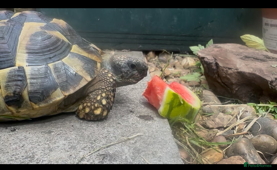 Tortoise reptiles for sale: Tortoise for sale  - Advert 1