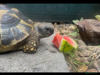 Tortoise reptiles Tortoise for sale - Advert 1