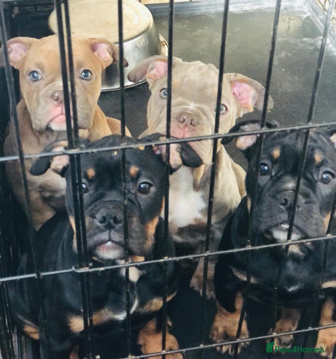 Dorset Olde Tyme Bulldogge dogs for sale: Pups for sale - Image 7