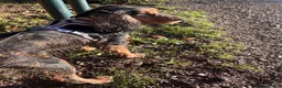 Cocker Spaniel dogs for sale: 3 year old female cocker spaniel  - Advert 12