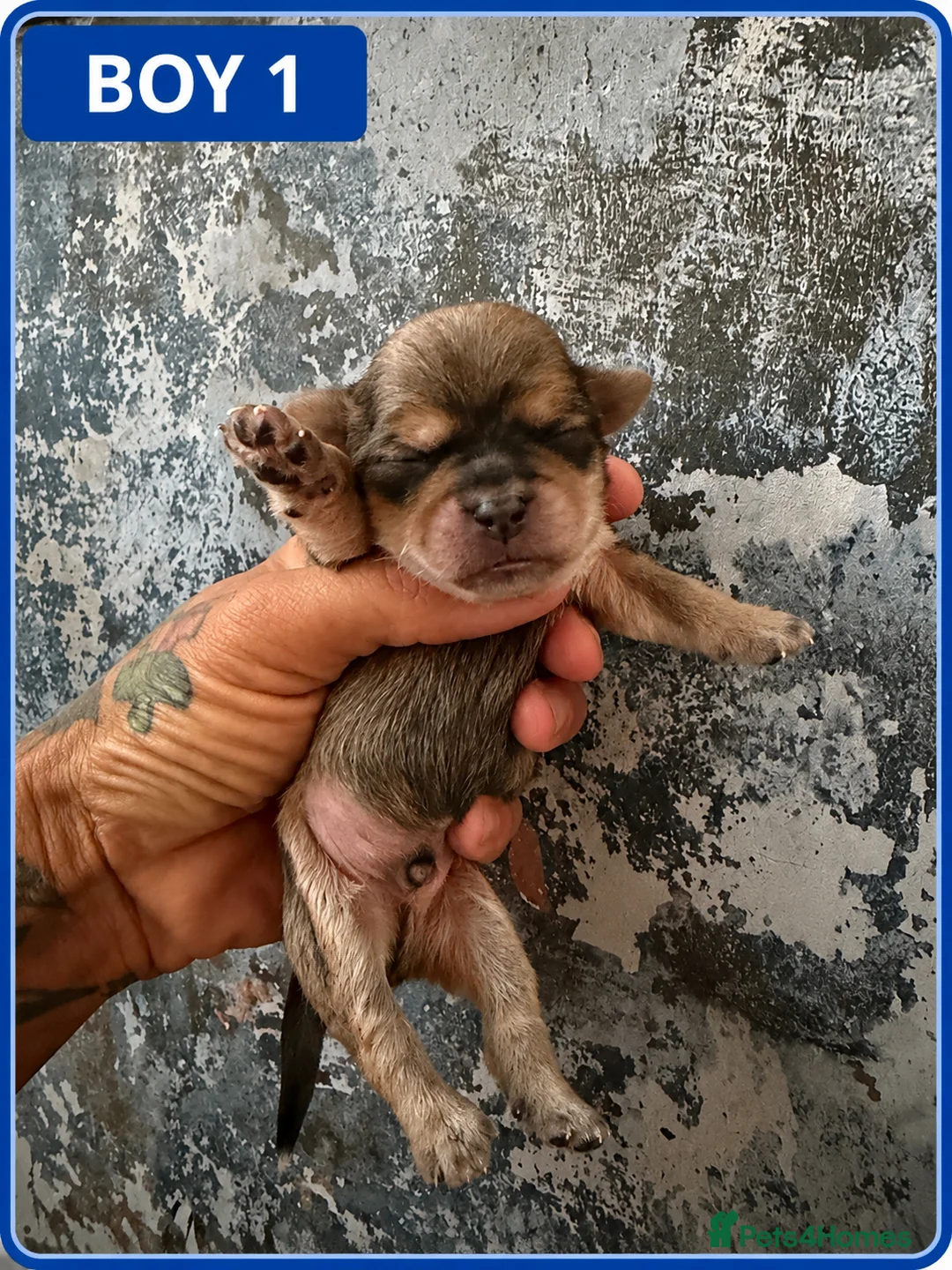 Shih Tzu dogs for sale: 4 Gorgeous boy imperial Shih Tzu  - Advert 7