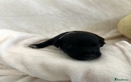 Patterjack dogs for sale: Patterdale x jackrussel  - Image 11