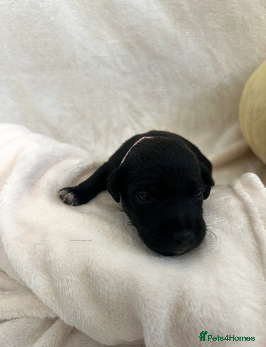 Patterjack dogs for sale: Patterdale x jackrussel  - Image 11