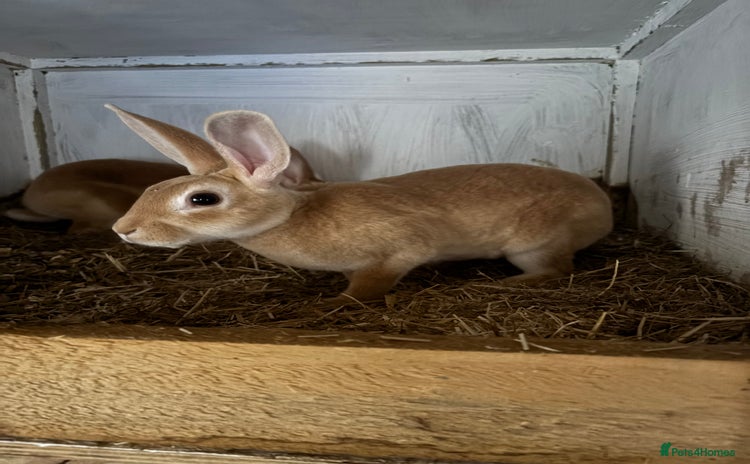 Rex rabbits - Advert 4