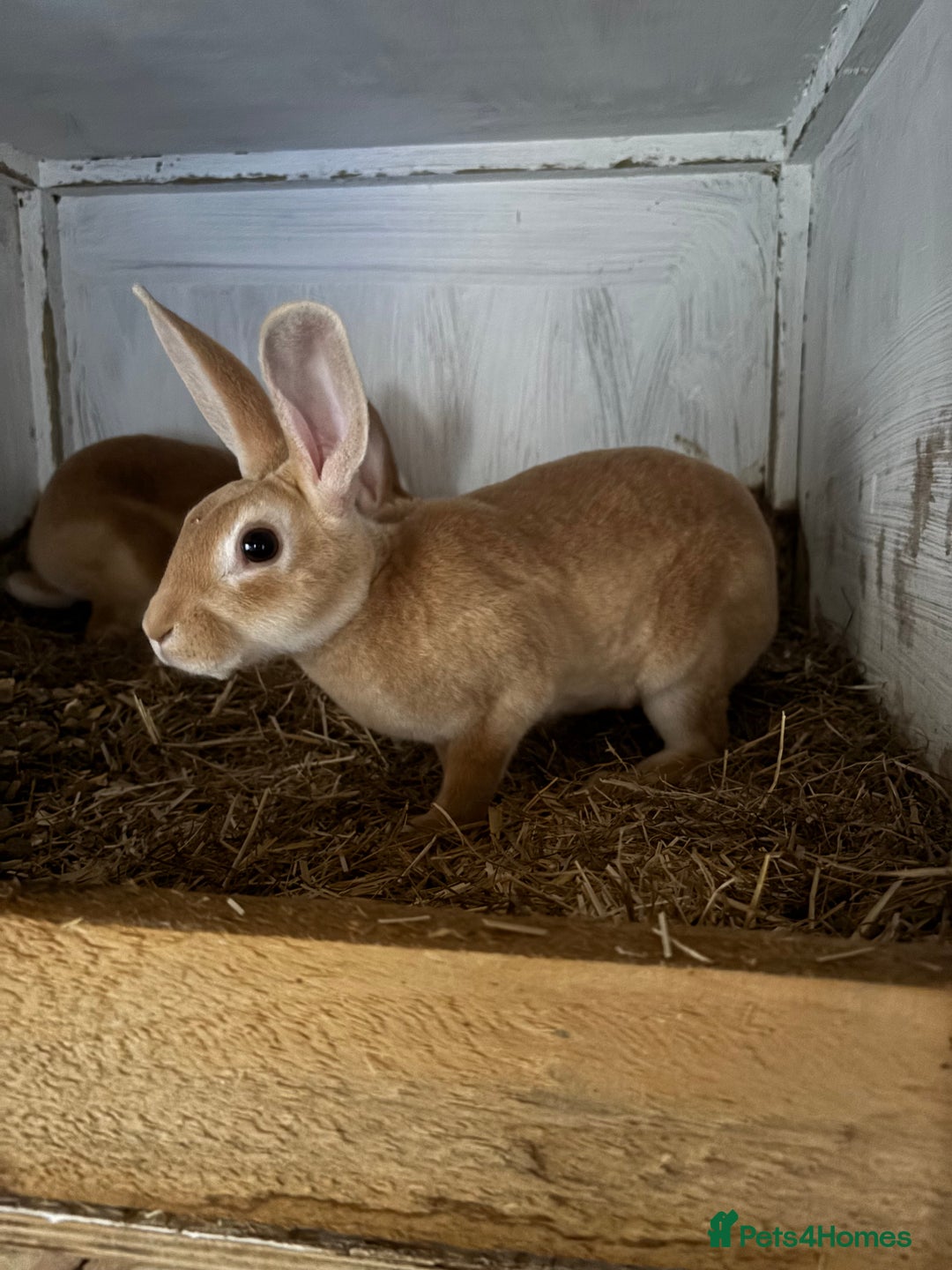 Rex rabbits for sale: Stunning Mini Rex girls - Image 1