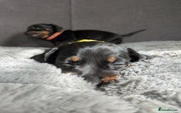 Dachshund dogs for sale: 🐾5 Beautiful Standard Dachshunds 🐾 - Image 11
