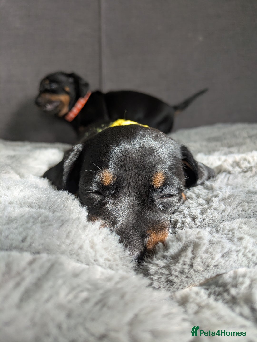 Dachshund dogs for sale: 🐾5 Beautiful Standard Dachshunds 🐾 - Image 11