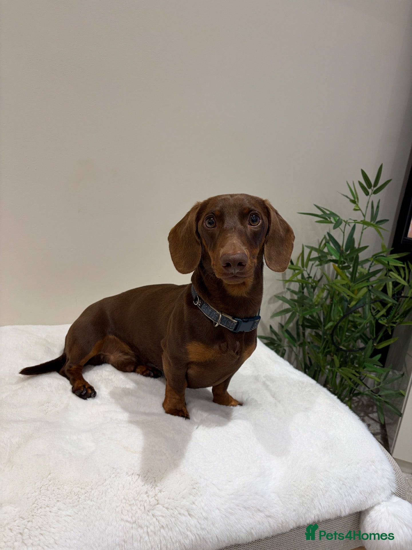Miniature Dachshund dogs chocolate boy carries fluffy gene for stud  - Advert 2