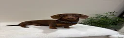 Miniature Dachshund dogs for stud: chocolate boy carries fluffy gene for stud  - Advert 1