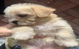 Maltipoo dogs for sale: Adorable Maltipoo Puppies 🐾 - Image 2