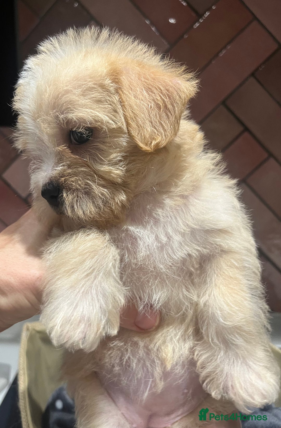 Maltipoo dogs for sale: Adorable Maltipoo Puppies 🐾 - Image 2