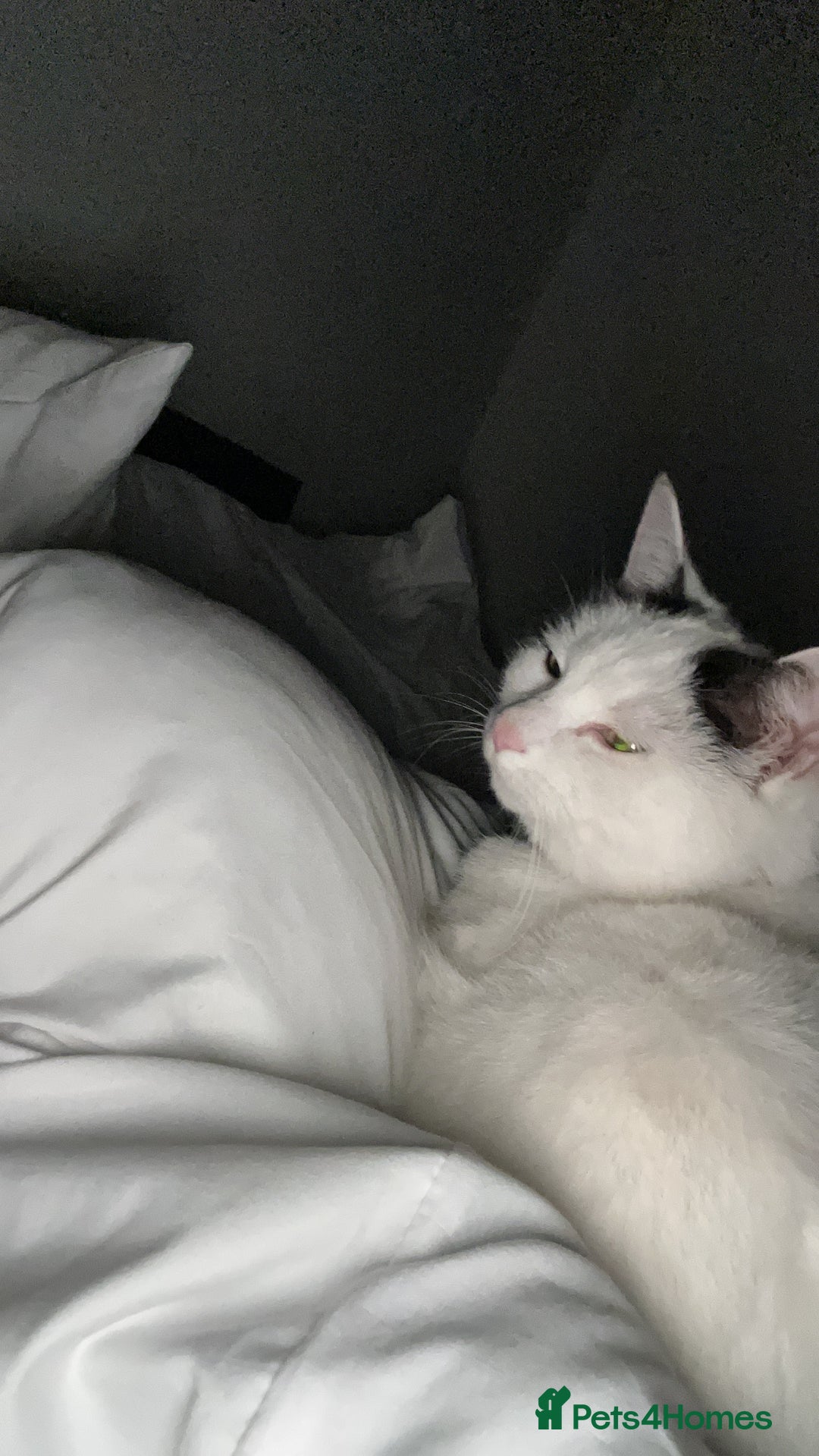 British Shorthair cats for sale: 2 loving beautiful cats  - Image 23