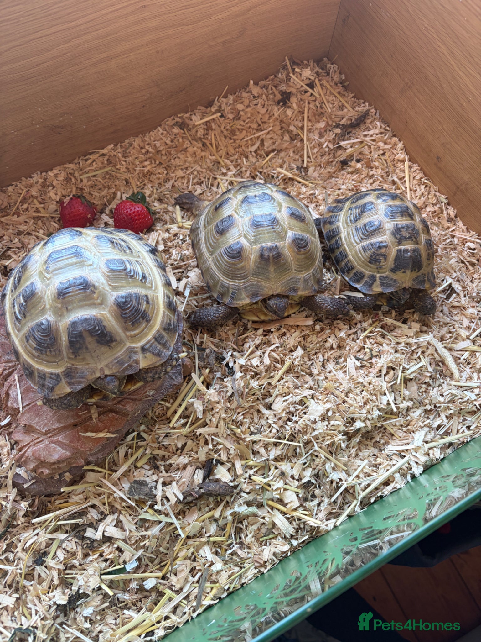 Tortoise reptiles 3 Russian tortoises for sale plus enclosure  - Advert 2