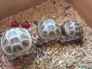 Tortoise reptiles 3 Russian tortoises for sale plus enclosure - Advert 2